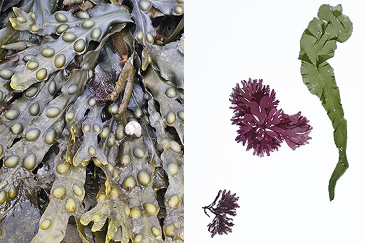 Seaweed Press Workshop with Paula Lynch